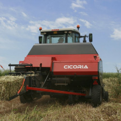 cicoria11