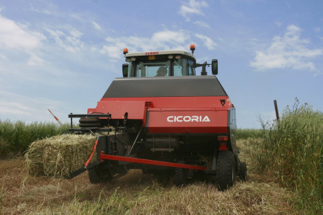 cicoria11