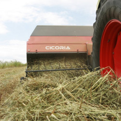 cicoria2