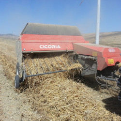 cicoria4