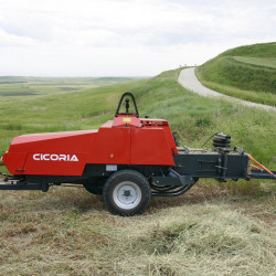 cicoria5