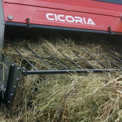 cicoria8